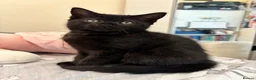 Mixed Breed cats for sale: 2 lovely female kittens  - Advert 4