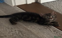 Domestic Shorthair cats for sale: Tabby Kittens  - Image 2