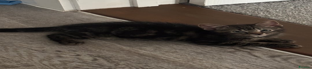 Domestic Shorthair Kitten 2