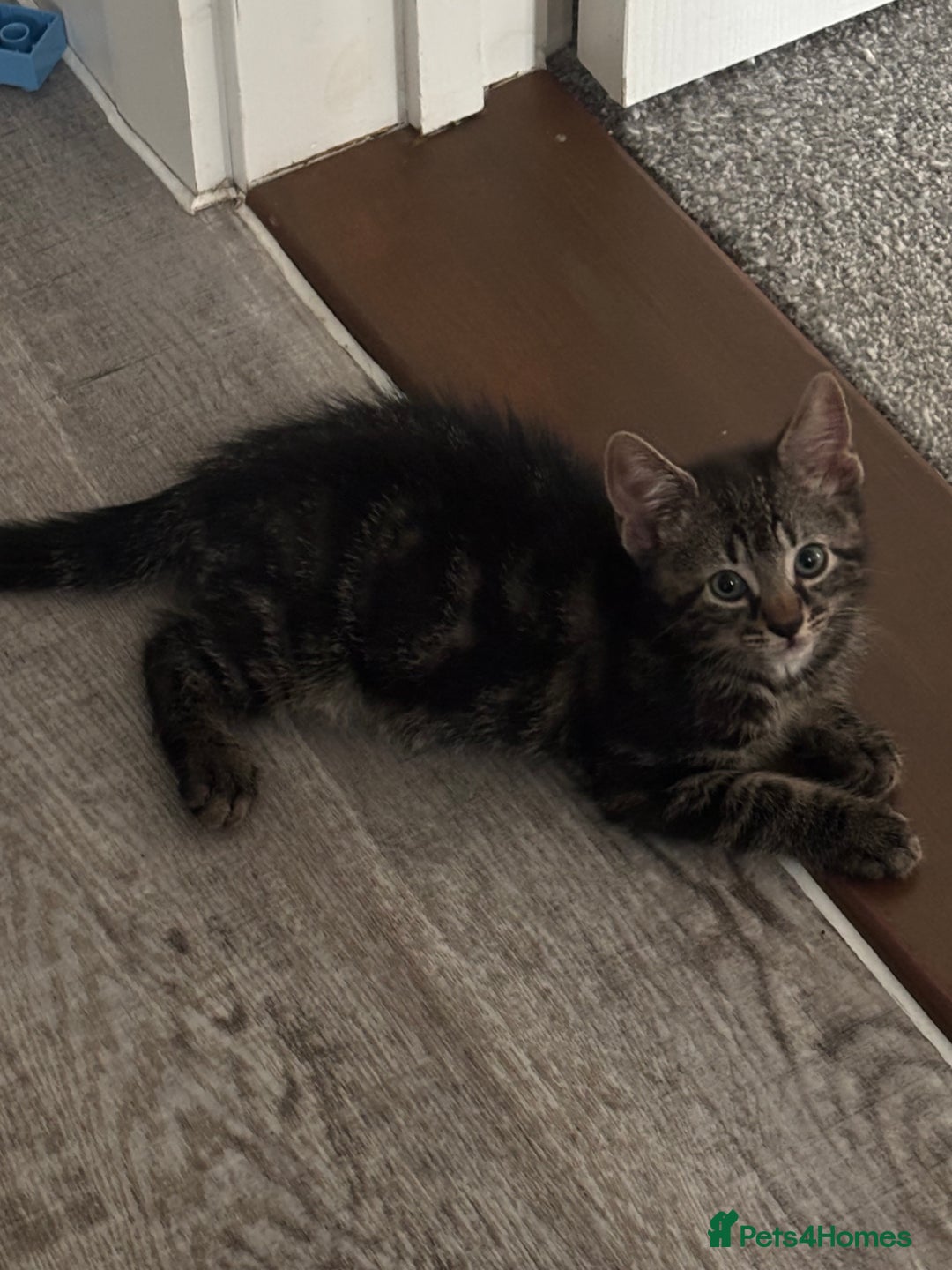 Domestic Shorthair cats for sale: Tabby Kittens  - Image 2