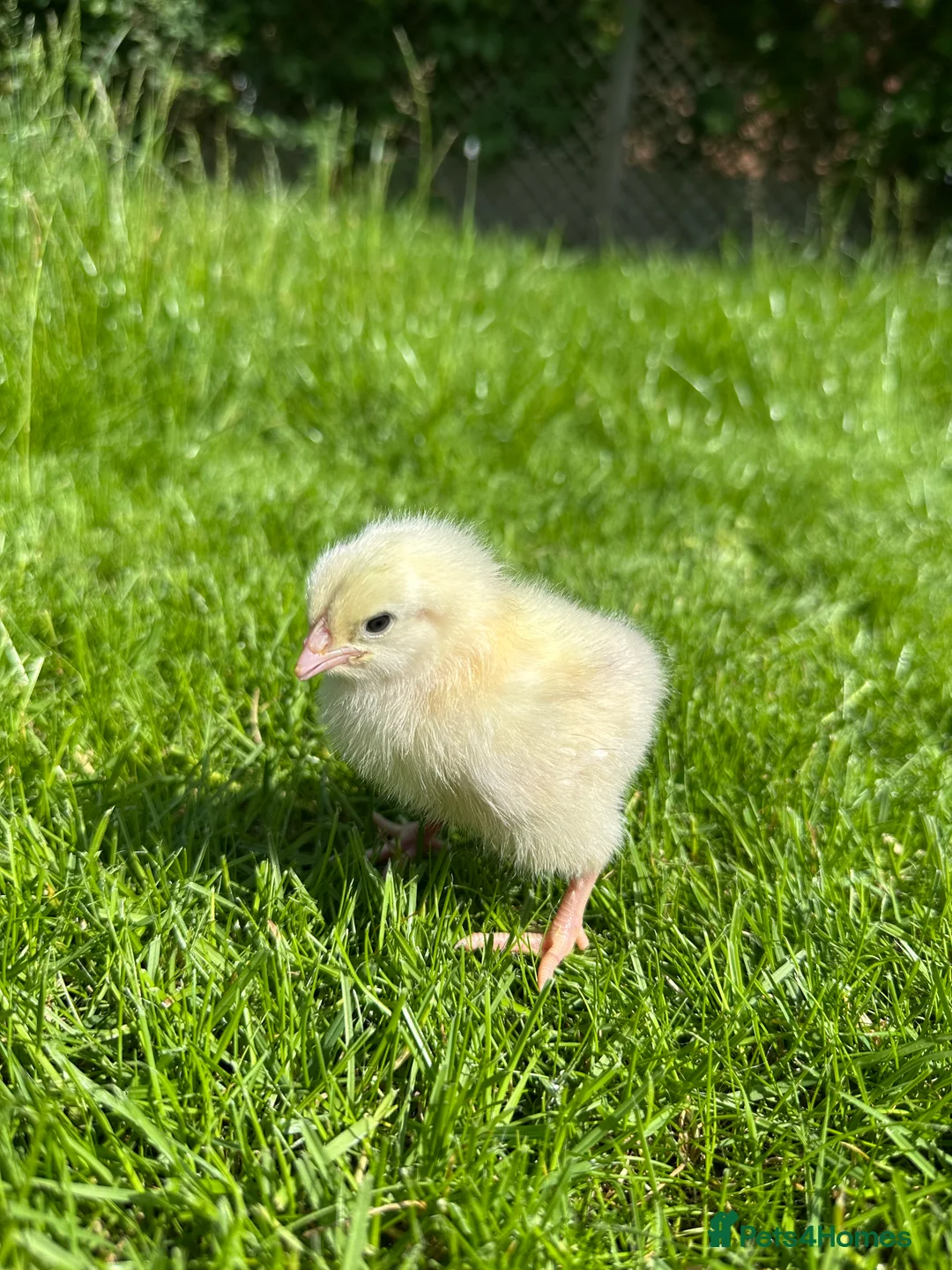 Chickens poultry for sale: Day old female hybrid chicks  - Advert 1