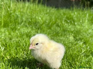 Chickens poultry Day old female hybrid chicks - Advert 1