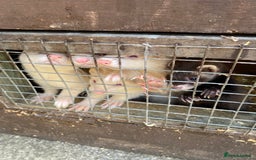 Ferret rodents for sale: Ferrets  - Image 4