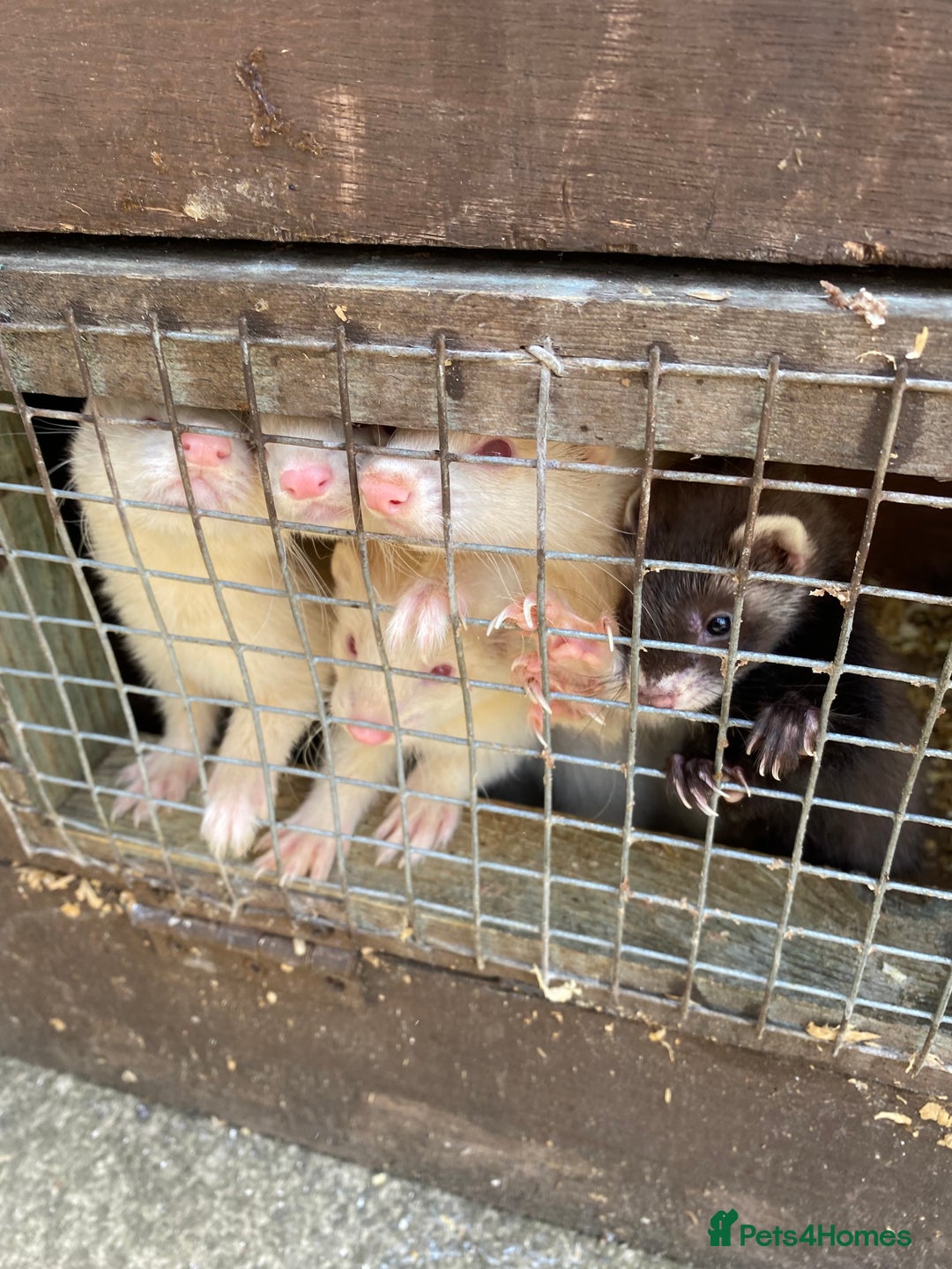 Ferret rodents for sale: Ferrets  - Image 4