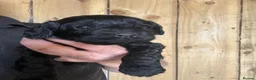Cockapoo dogs for sale: F1 Cockapoo Pups Ready 20/6/26 - Advert 7