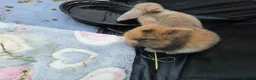 Mini Lop rabbits for sale: 5 Mini Lop bunnies ( 1 fawn boy left) - Advert 5