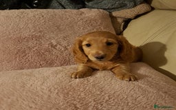 Miniature Dachshund dogs for sale: 3 Cute Longhaired Mini Dachshunds Pedigree - Image 5
