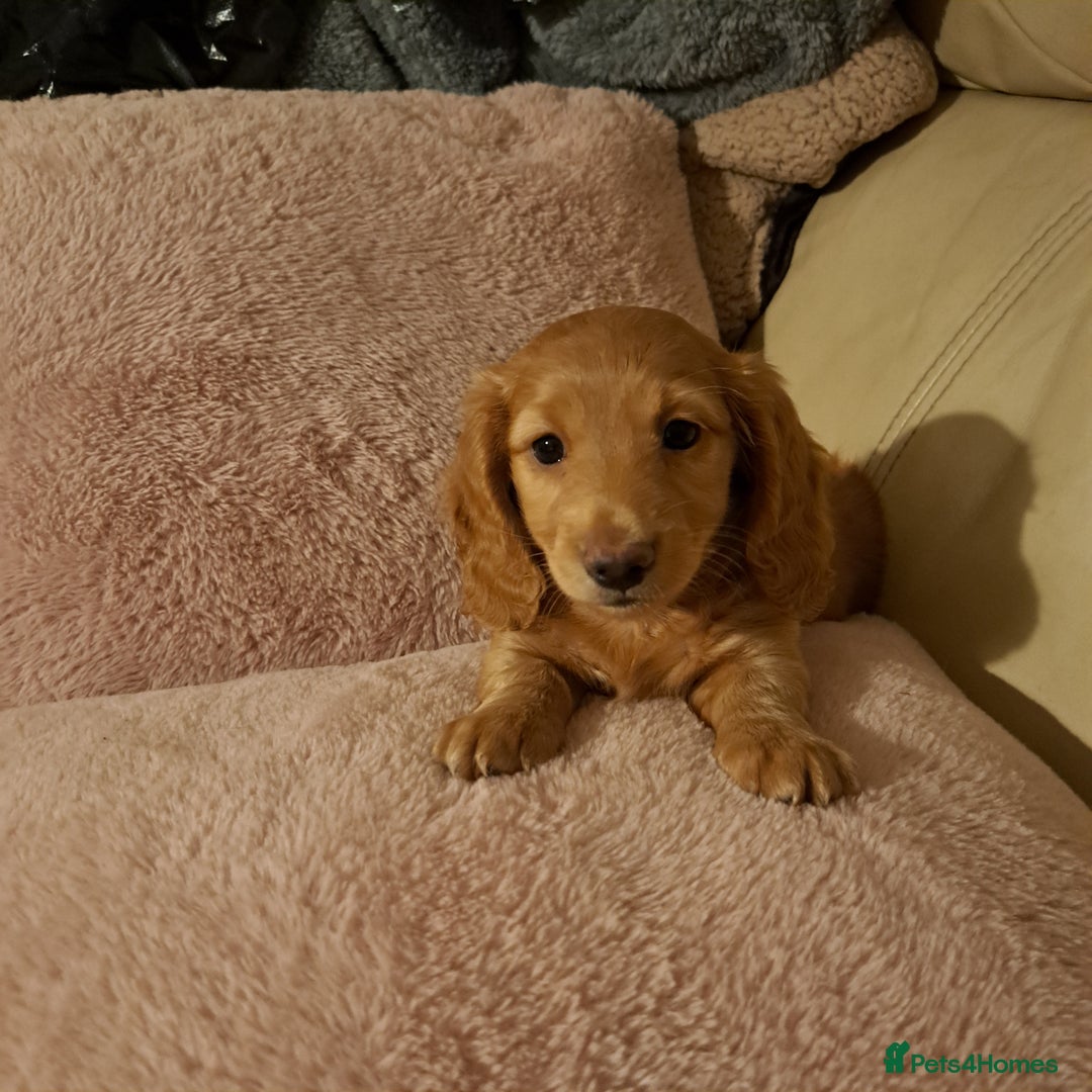 Miniature Dachshund dogs for sale: 3 Cute Longhaired Mini Dachshunds Pedigree - Image 5
