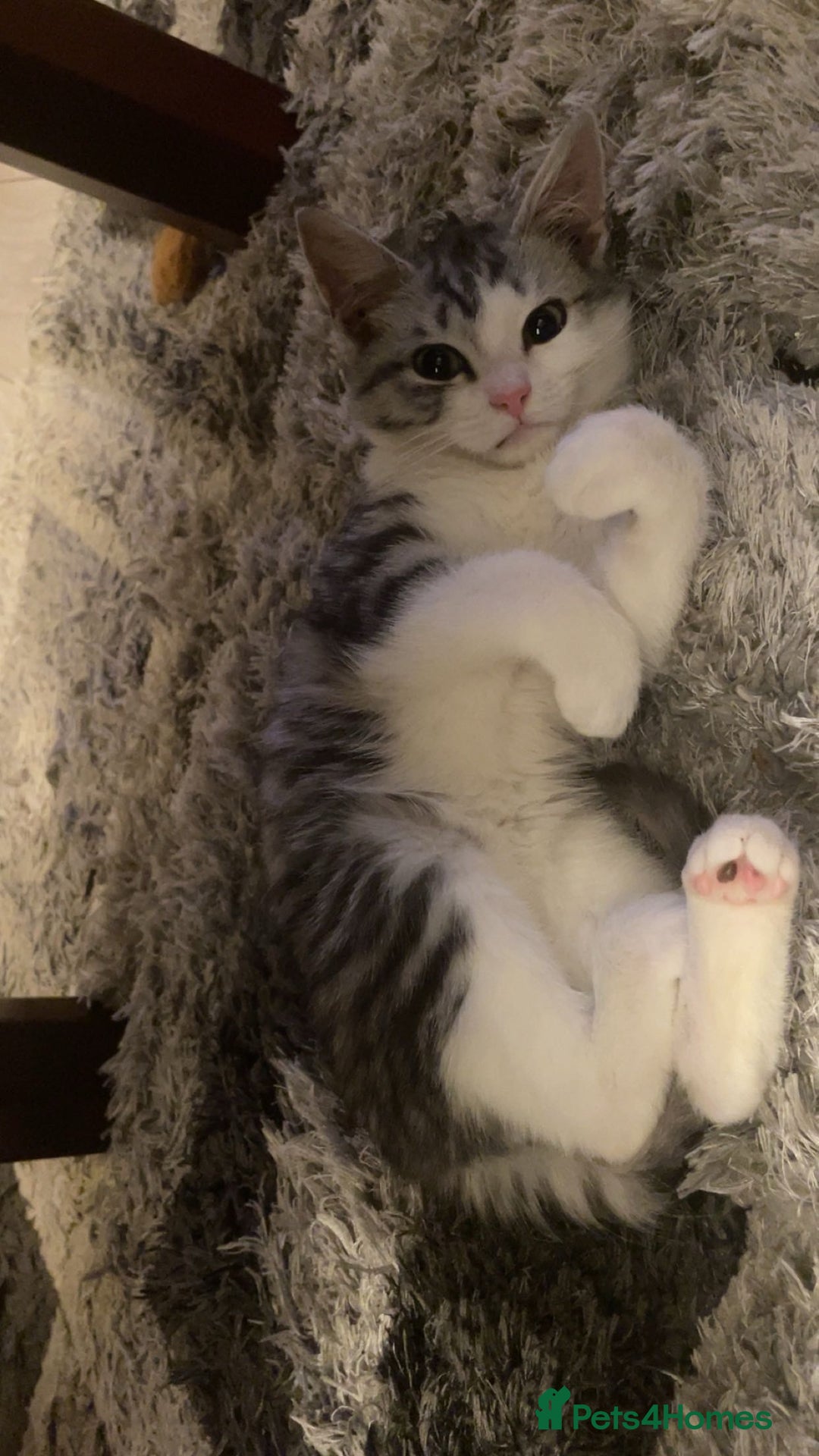 American Shorthair cats for sale: Sushy loving kitten looking for permanent home - Advert 2