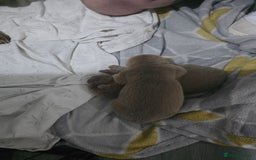 Shar Pei dogs for sale: Blue dilute shar pei boy  - Image 8