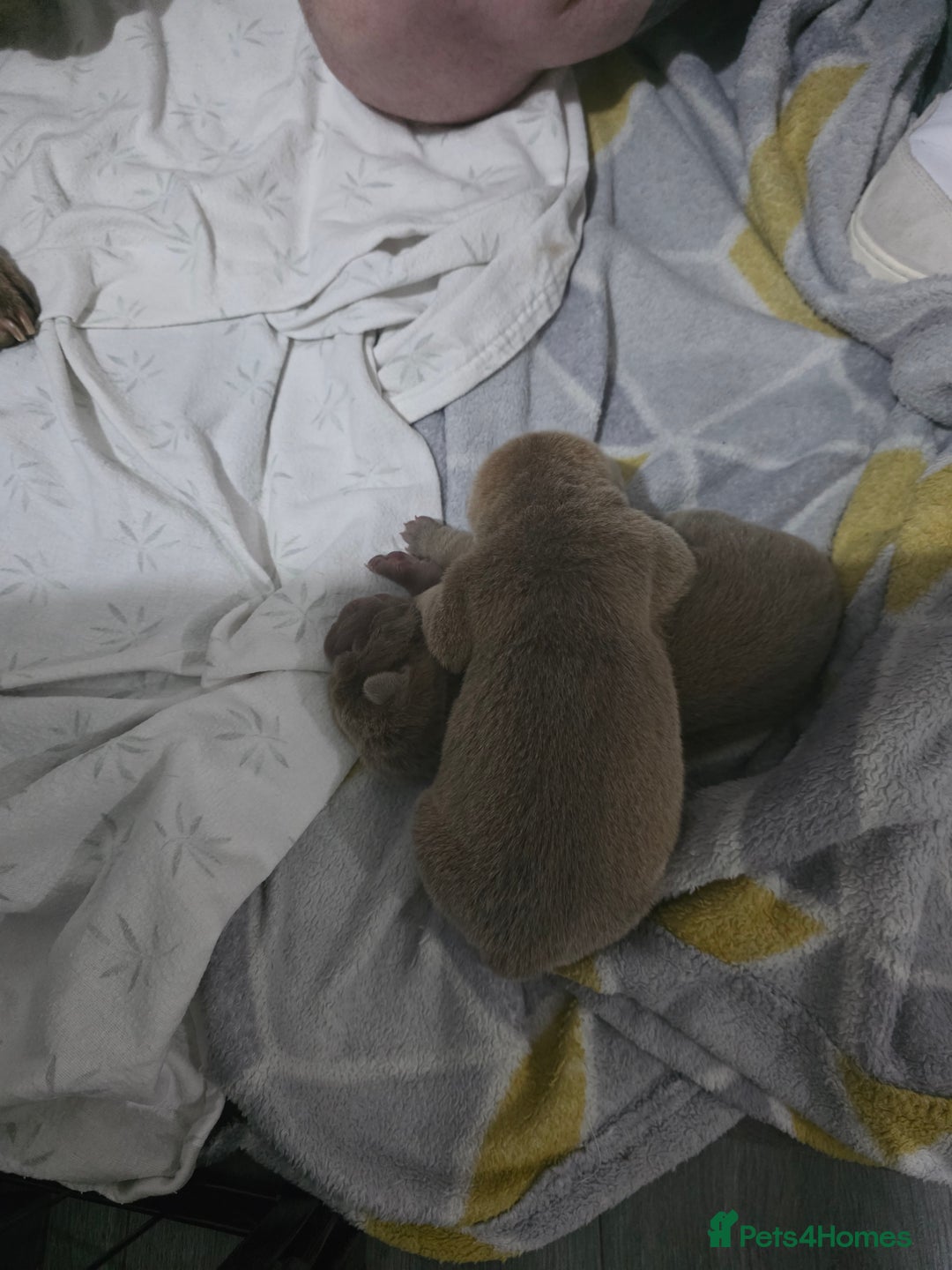 Shar Pei dogs for sale: Blue dilute shar pei boy  - Image 8