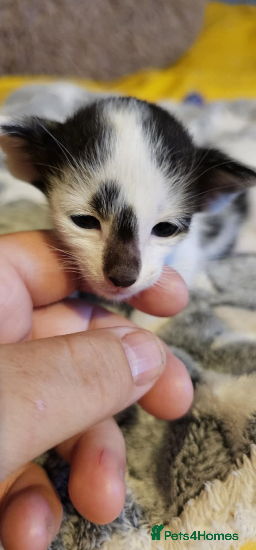 Oriental cats for sale:  GCCF Oriental Kittens For Sale - Image 36