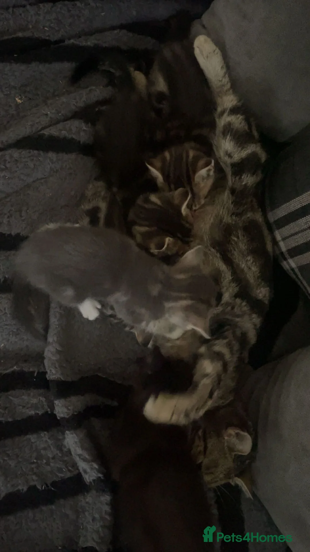 Mixed Breed cats for sale: Beautiful 9 week kittens  in Bognor Regis - Advert 7