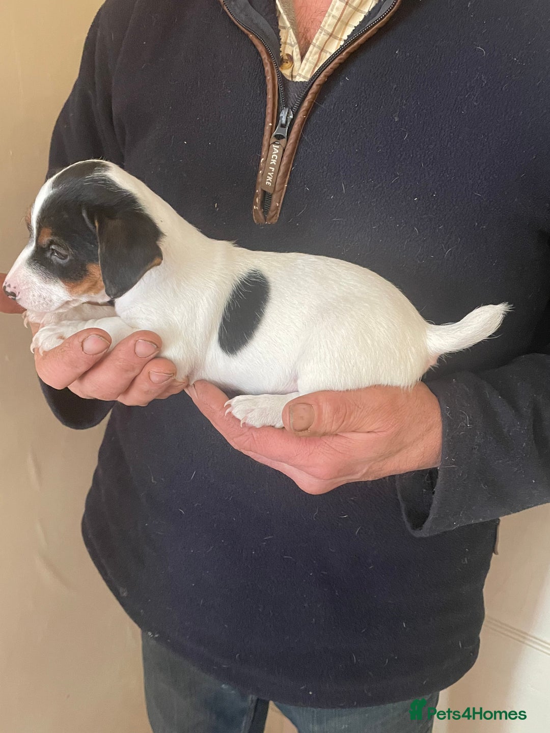 Jack Russell dogs for sale: Jack Russell Puppies  - Advert 3