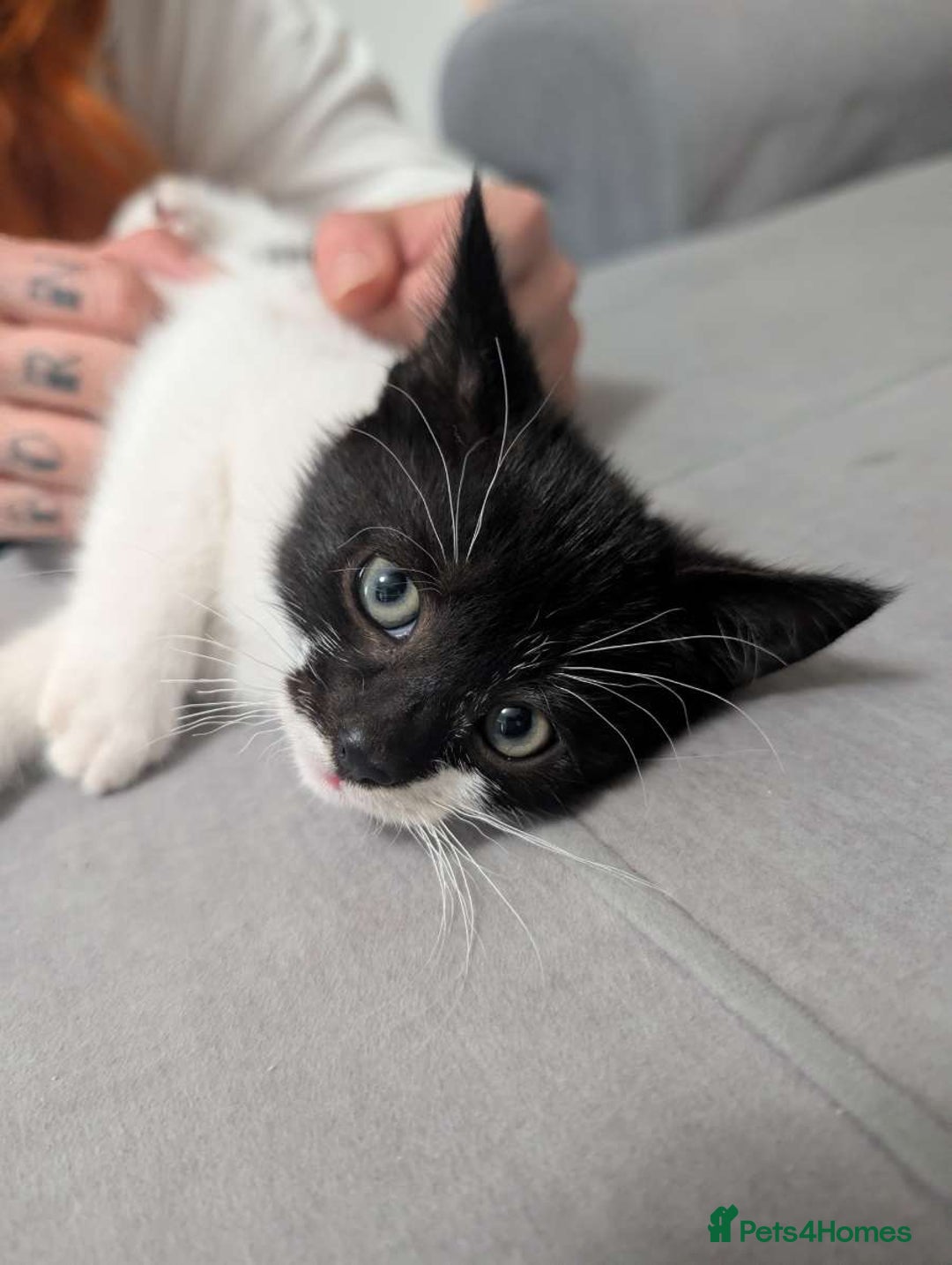 Mixed Breed cats for sale: Three gorgeous male kittens for sale - Image 1