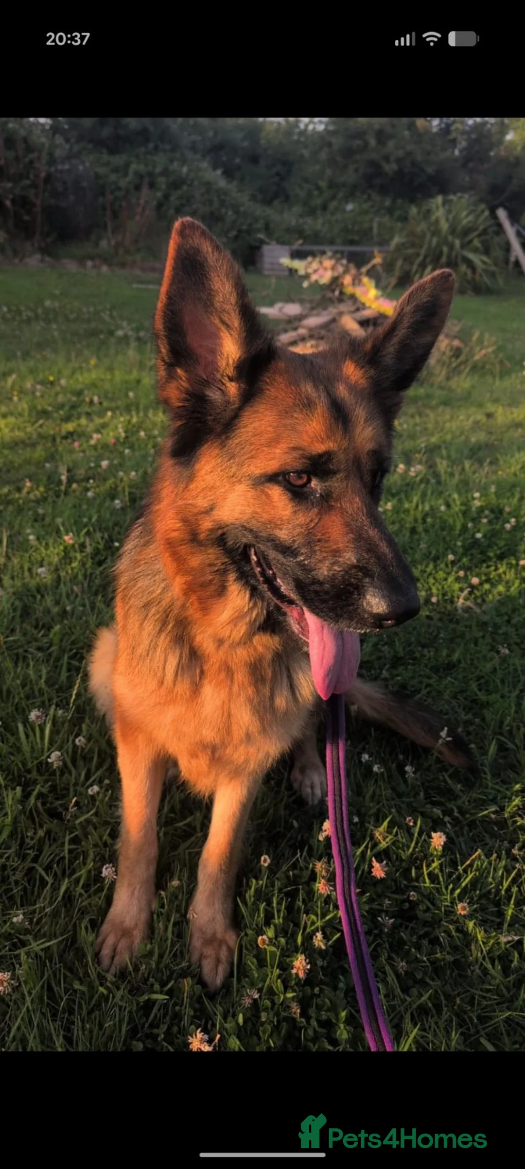 German Shepherd dogs for sale: German shepherd puppies. - Advert 10