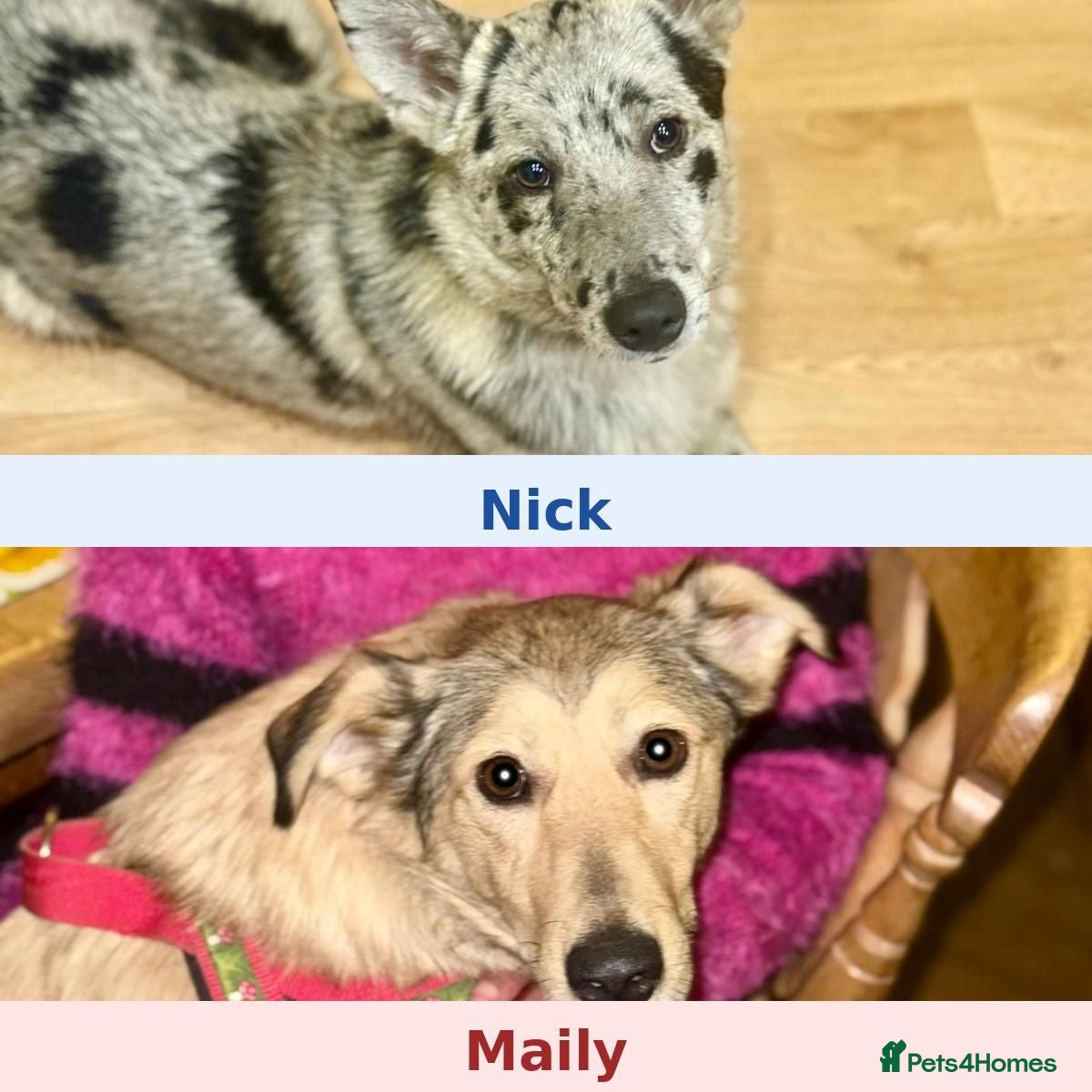 Mixed Breed dogs 💙🐶 NICK(9 month) & ❤️🐶 MAILY (1 year)  - Advert 5
