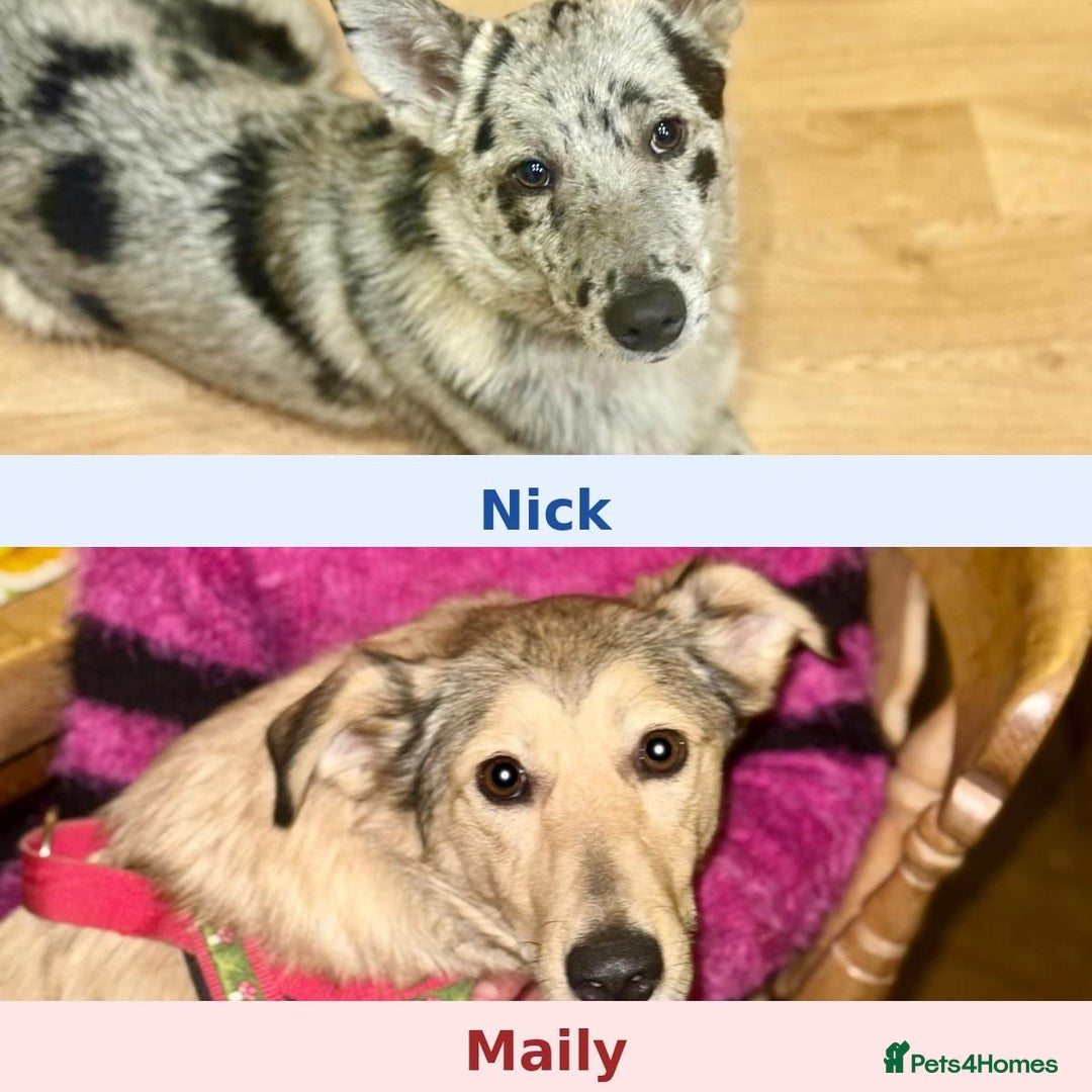 Mixed Breed dogs for adoption: 💙🐶 NICK(9 month) & ❤️🐶 MAILY (1 year)  - Advert 1