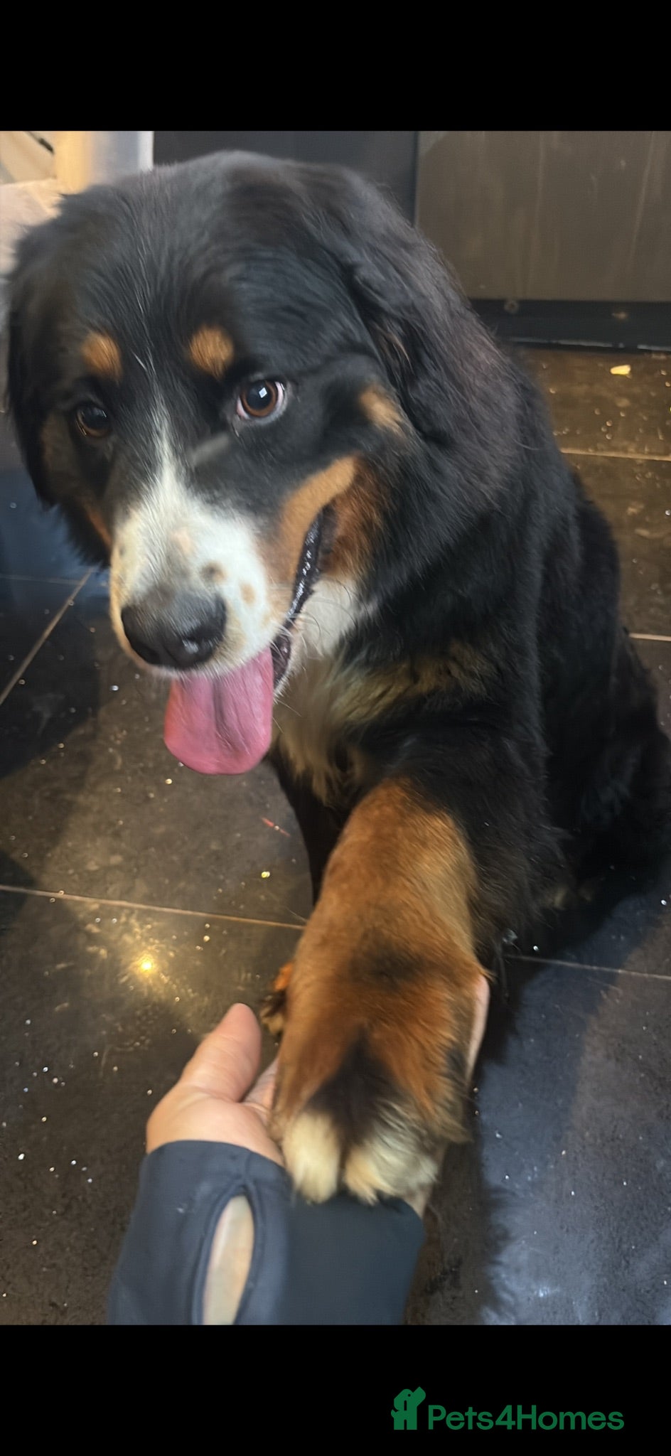 Bernese Mountain Dog dogs Female Bernese mountain dog  - Advert 1