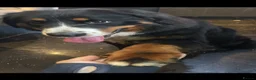 Bernese Mountain Dog dogs for sale: Female Bernese mountain dog  - Advert 1