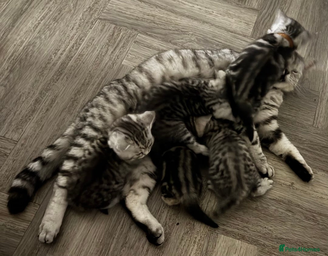 British Shorthair cats for sale: GCCF Reg BSH Silver Tabby & Spotted kittens - Advert 4