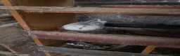 Pigeons birds for sale: Pigeon for sale - Advert 12