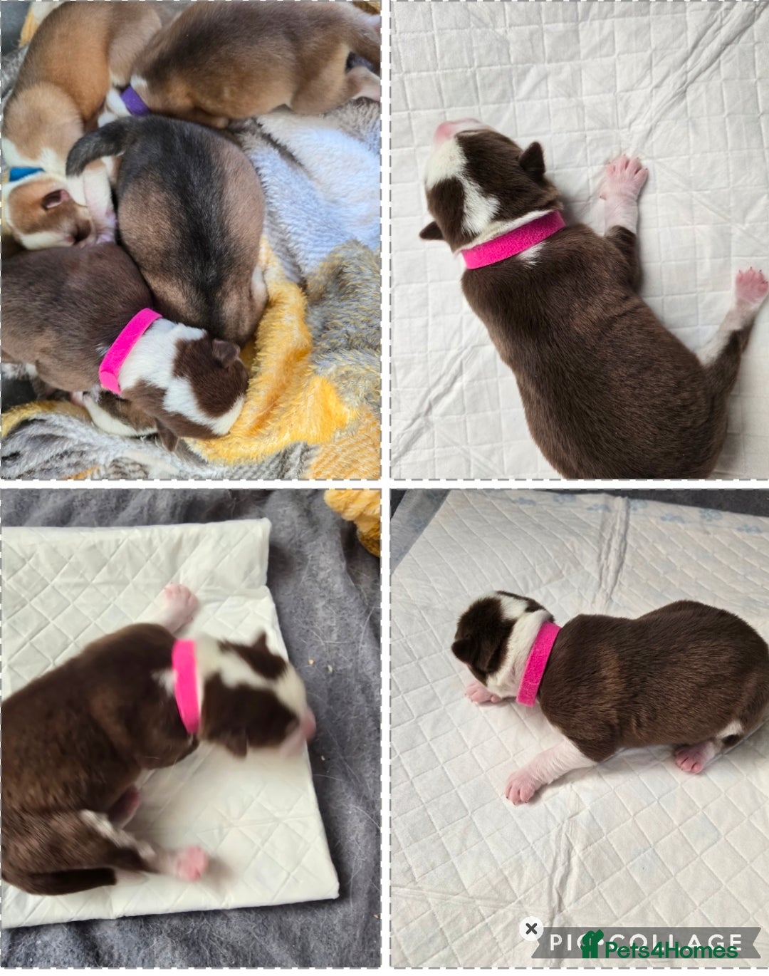 Siberian Husky dogs for sale: Husky puppies  - Advert 14