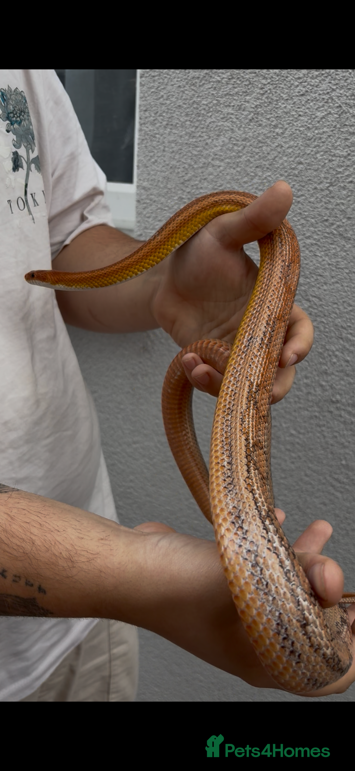 Mixed Breed reptiles Corn snakes for sale - Advert 4