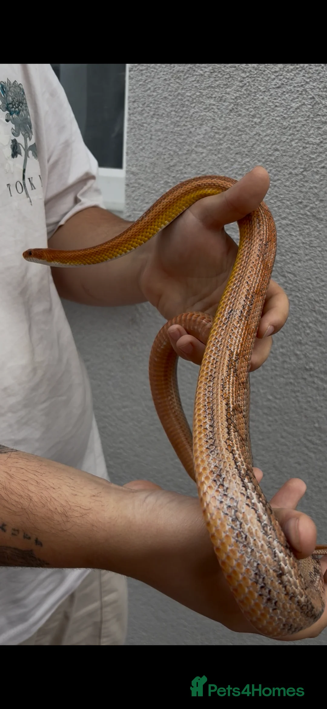 Mixed Breed reptiles for sale: Corn snakes for sale - Advert 1