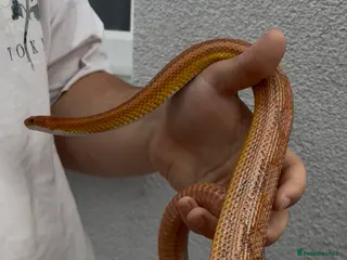 Mixed Breed reptiles Corn snakes for sale - Advert 4