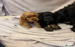 Cocker Spaniel dogs for sale: Show type cocker spaniels puppies  - Image 3