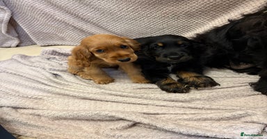 Cocker Spaniel dogs - Advert 10