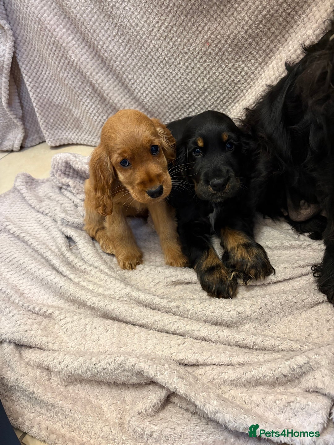 Cocker Spaniel dogs for sale: Show type cocker spaniels puppies  - Image 3