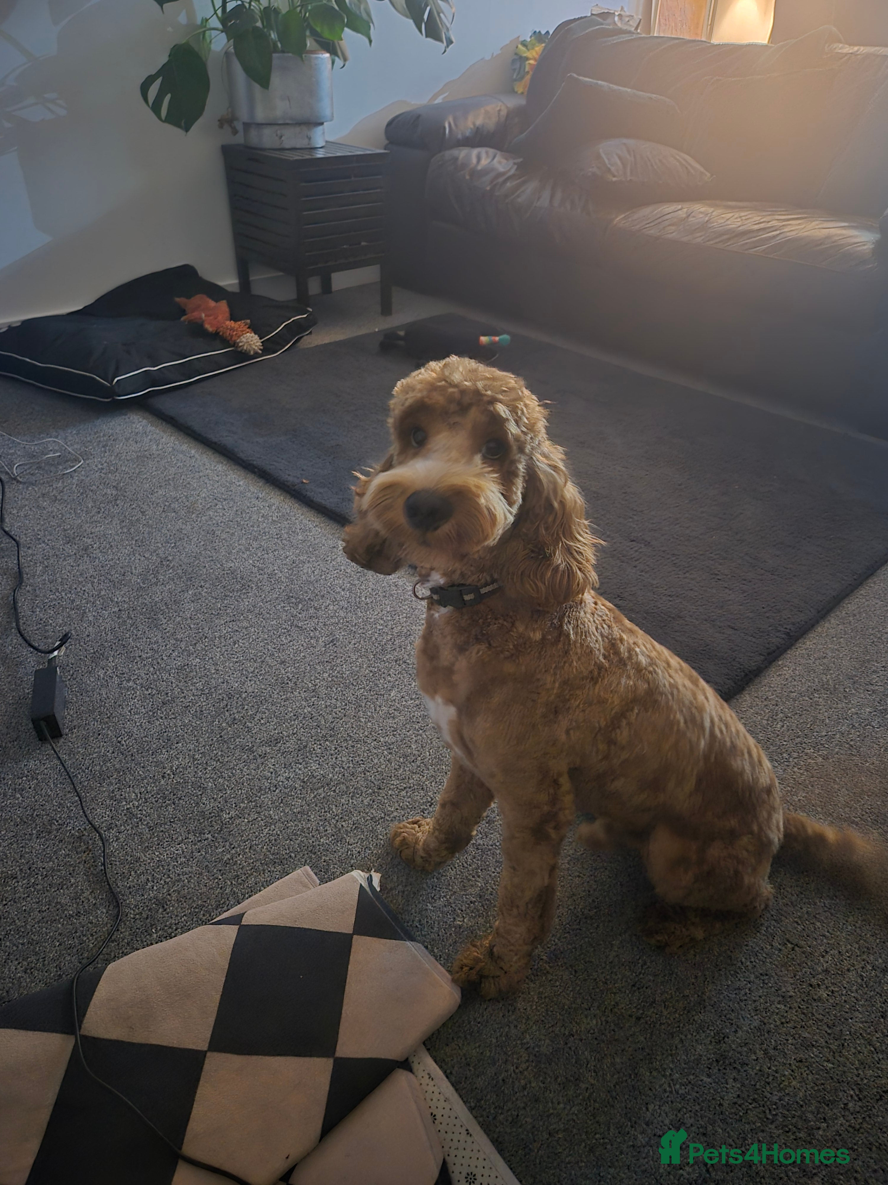 Cockapoo dogs Gourgous male cockapoo - Advert 1