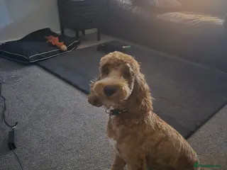 Cockapoo dogs Gourgous male cockapoo - Advert 4