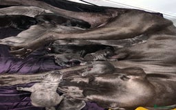 Cane Corso dogs for sale: Chunky blue cane corso pups - Image 14
