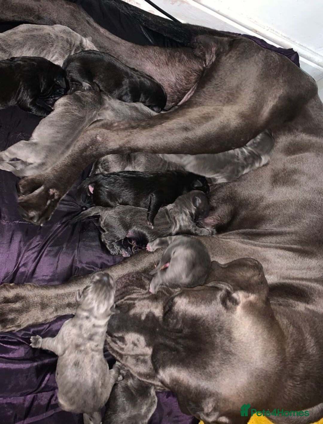 Cane Corso dogs for sale: Chunky blue cane corso pups - Image 14
