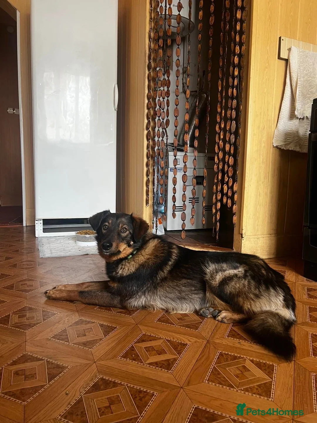 Mixed Breed dogs for adoption: 💙🐶 MACHO – NOT LOUD, NOT PUSHY GENTLEMAN in Burton-on-Trent - Advert 2