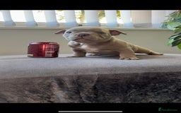 American Bully dogs for sale: Abr Micro Exotic American Bully - Image 3