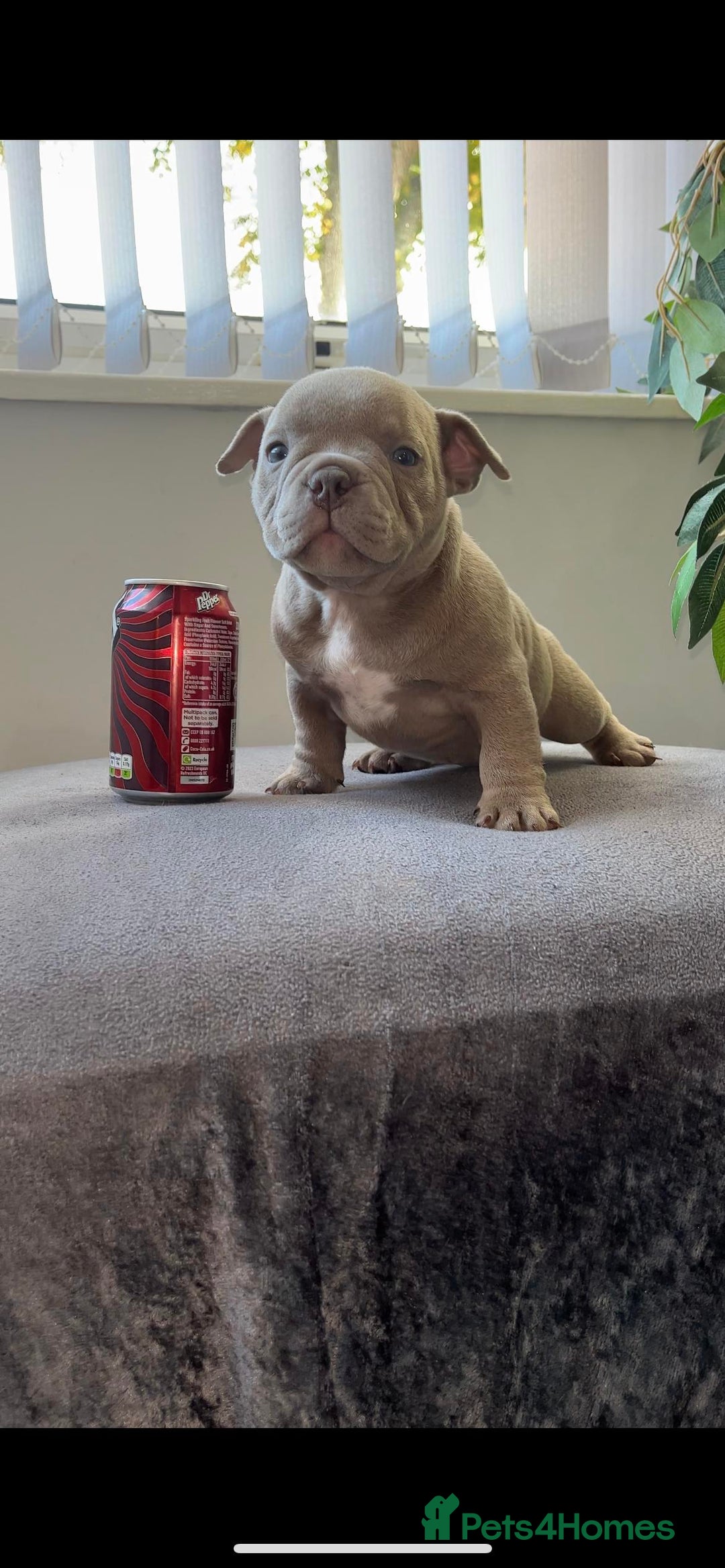 American Bully dogs for sale: Abr Micro Exotic American Bully - Image 3