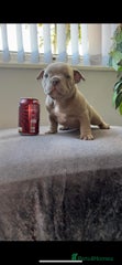 American Bully Puppy 2