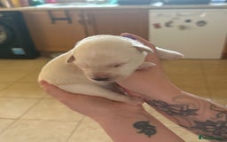 Mixed Breed dogs for sale: Huskador - Image 15