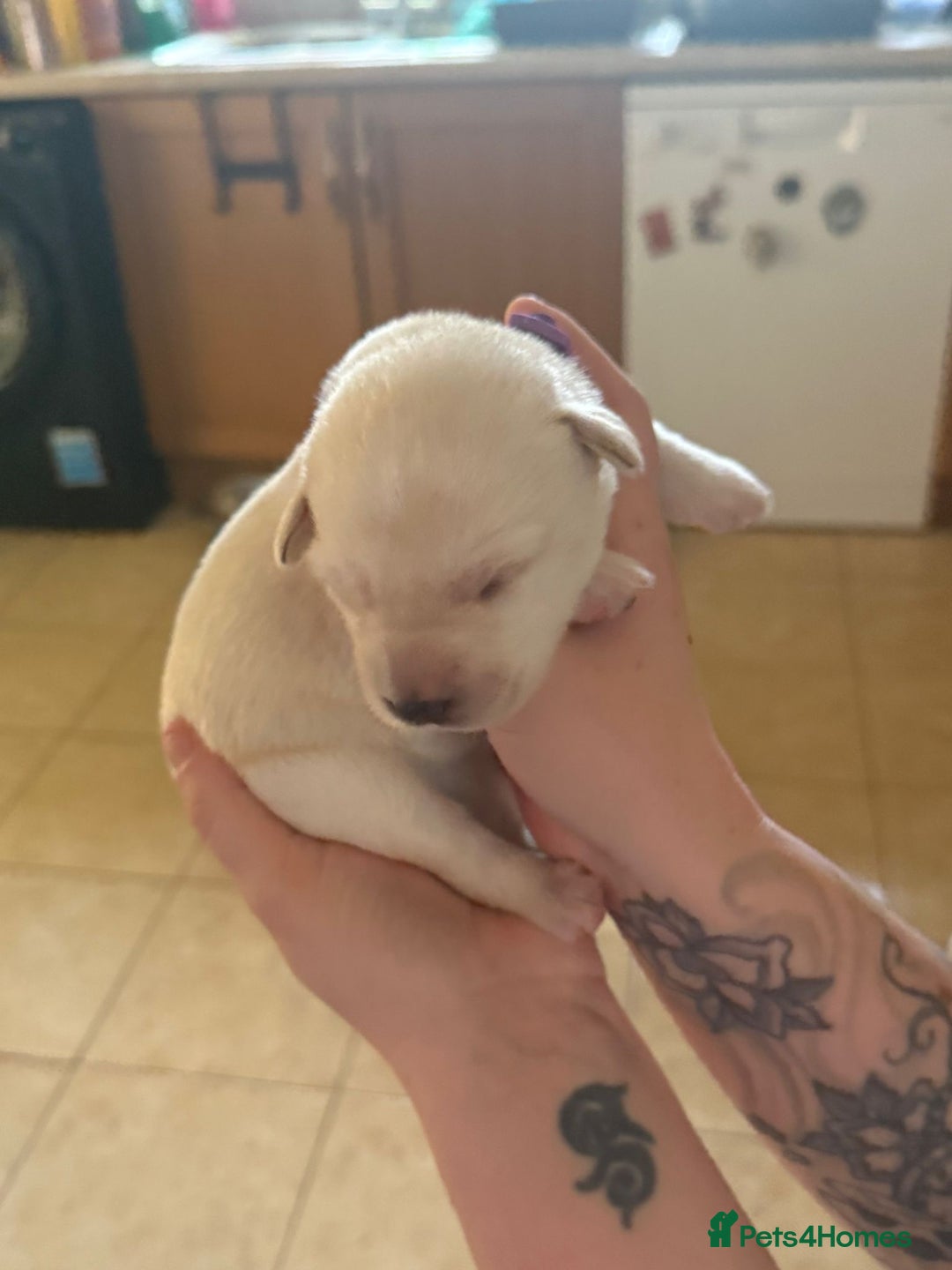 Mixed Breed dogs for sale: Huskador - Image 15