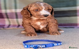 Cockapoo dogs for sale: F1B Cockapoo Puppies Ready for Their Forever Home. - Image 1