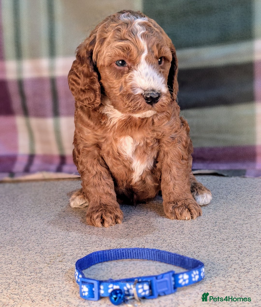 Cockapoo dogs for sale: F1B Cockapoo Puppies Ready for Their Forever Home. - Image 1