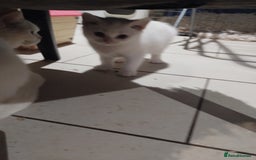 British Shorthair cats for sale: 4x British Shorthair vaccinated, microchipped. - Image 12