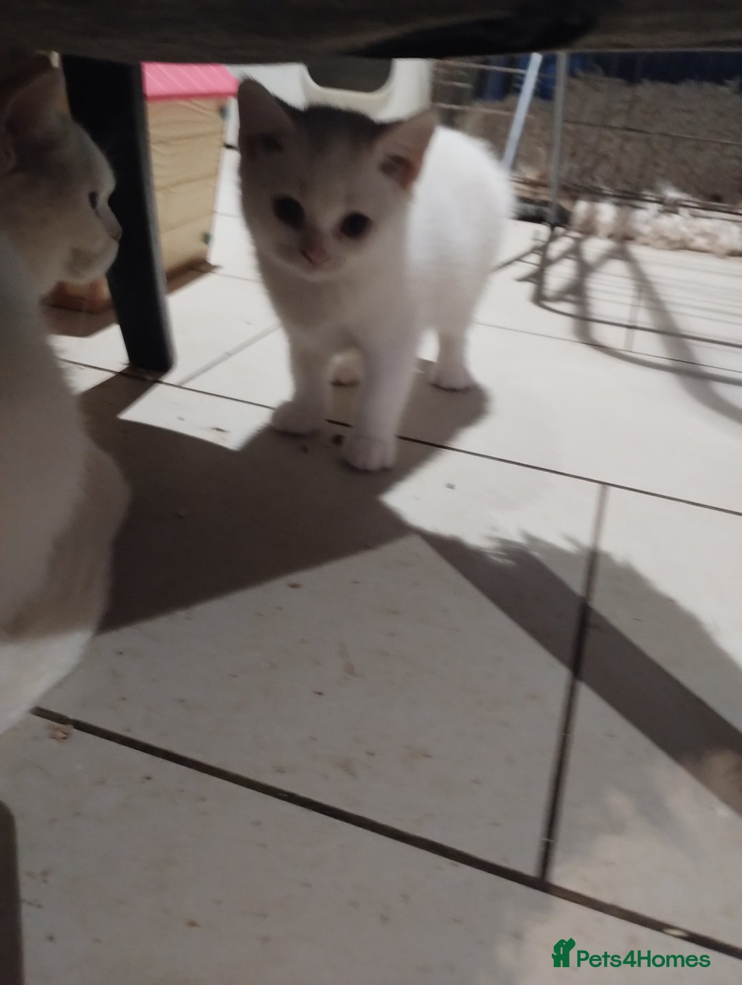 British Shorthair cats for sale: 4x British Shorthair vaccinated, microchipped. - Image 12