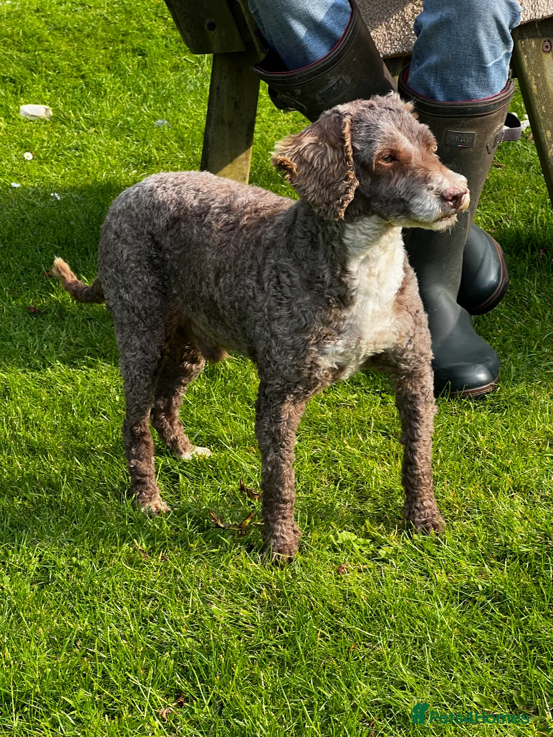 Miniature Poodle dogs for stud: Miniature Poodle KC Reg Fully DNA Health Tested  in Radstock - Advert 2