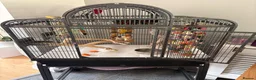 Lorikeets birds for sale: Rainbow Lorikeet in Nottingham - Advert 3