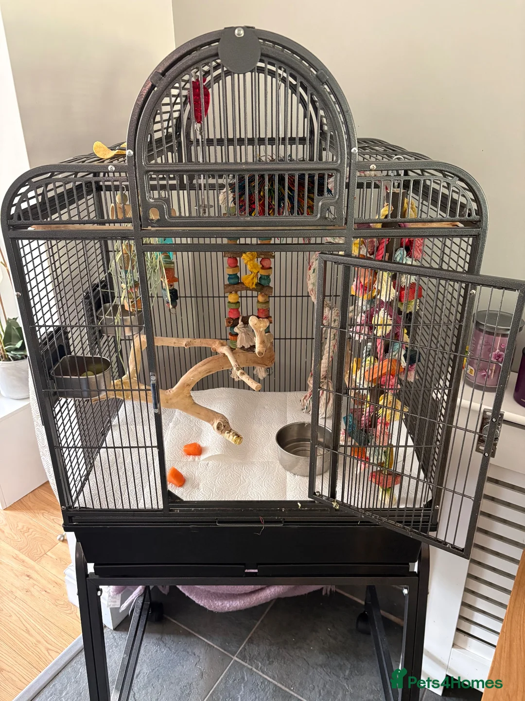 Lorikeets birds for sale: Rainbow Lorikeet in Nottingham - Advert 3